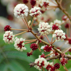 Acacia Concinna