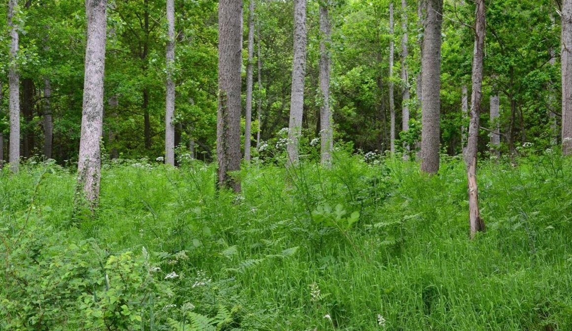 Forêt toute verte