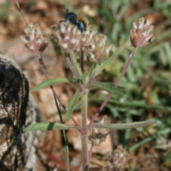 Le psyllium, du plantain