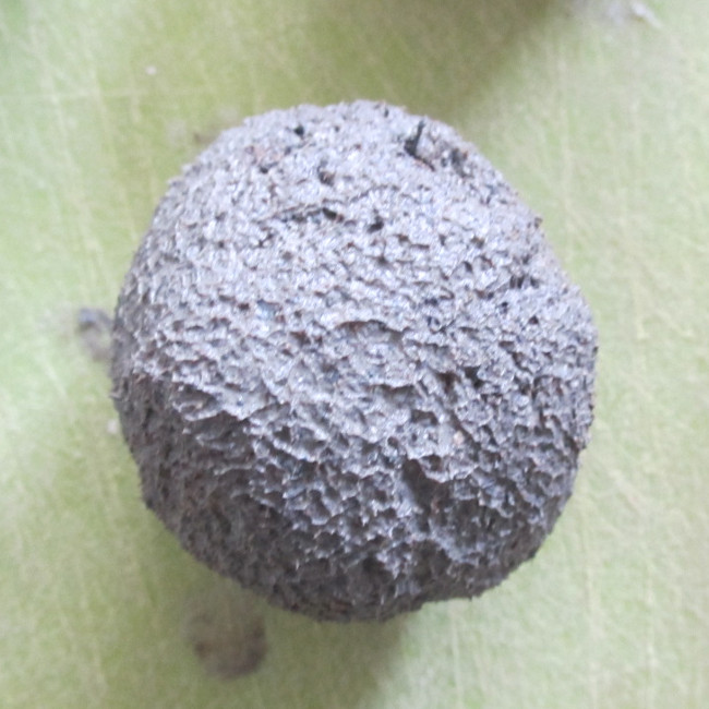 Etape 16 : redonne à tes bombes à graine une belle forme de boulette.