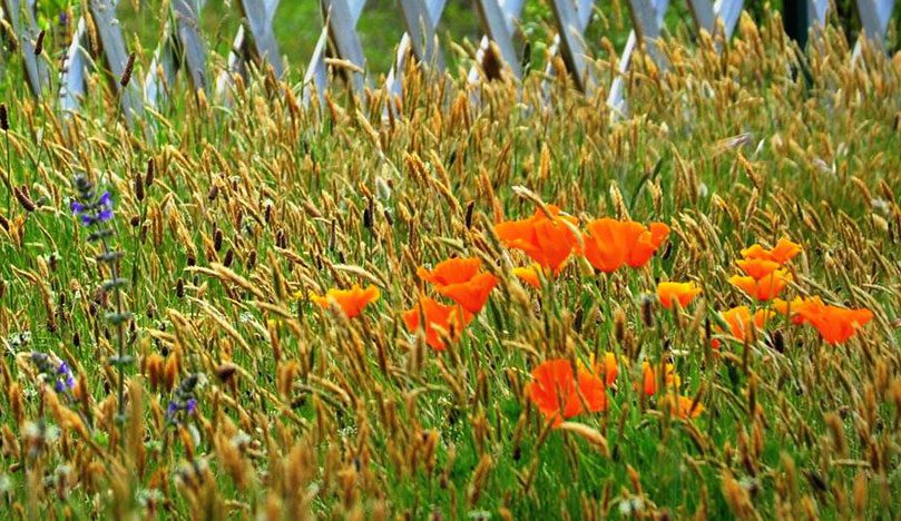 Fleurs des champs