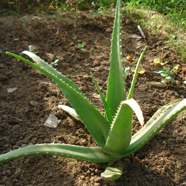 Un aloe vera dans son milieu naturel