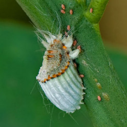 Cochenille