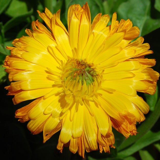 Calendula officinalis