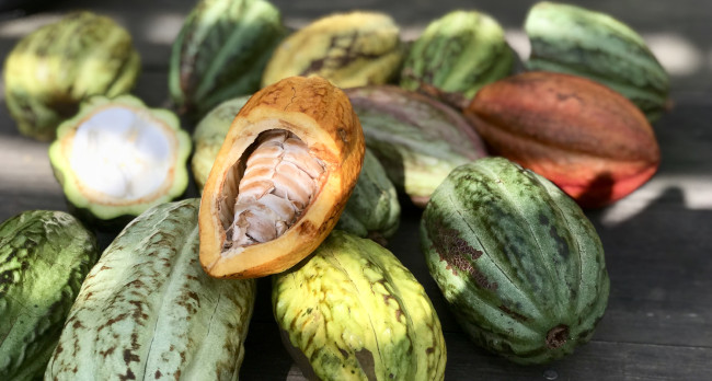 Cabosse de cacao